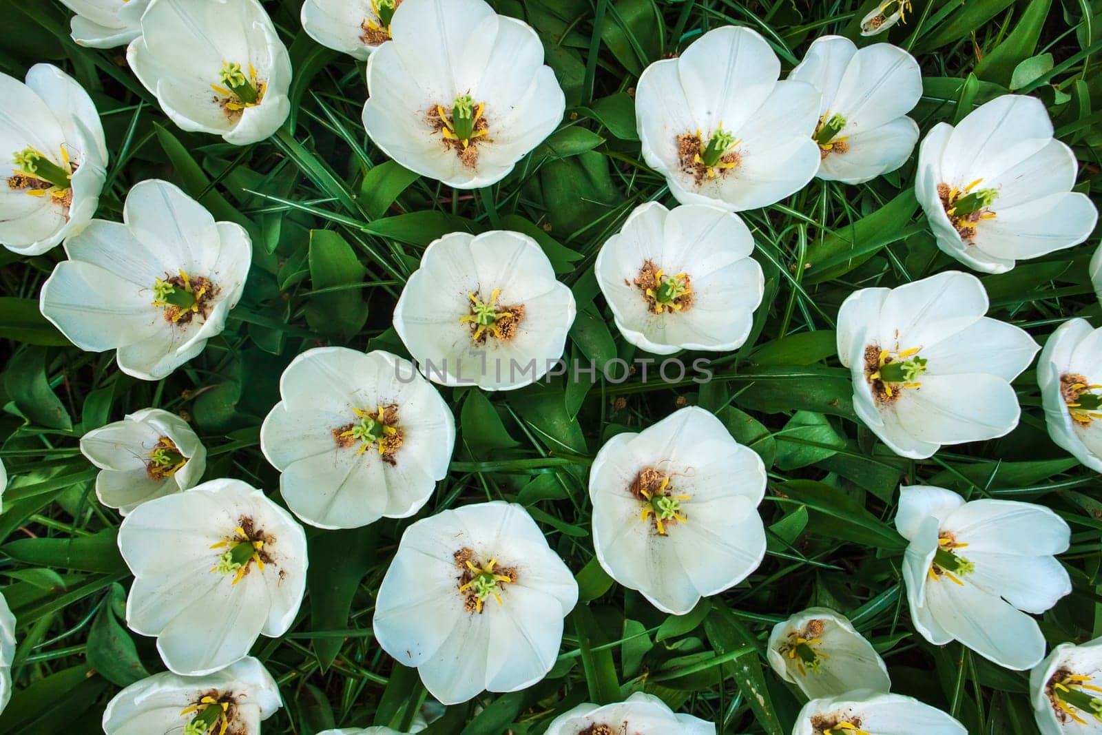 The colorful tulips close up in Keukenhof flower garden, Lisse, Netherlands, Holland