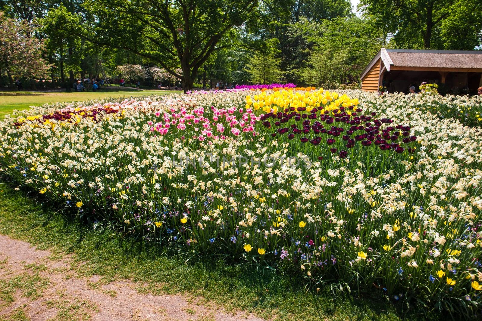 The tulip field in Keukenhof flower garden, Lisse, Netherlands, Holland