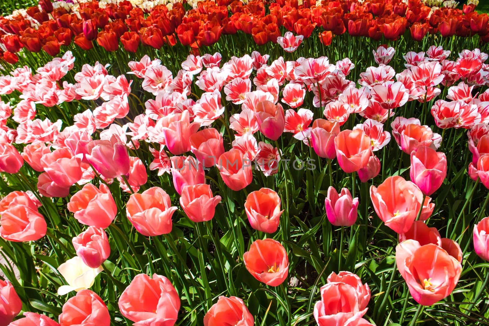 The tulip field in Keukenhof flower garden, Lisse, Netherlands, Holland