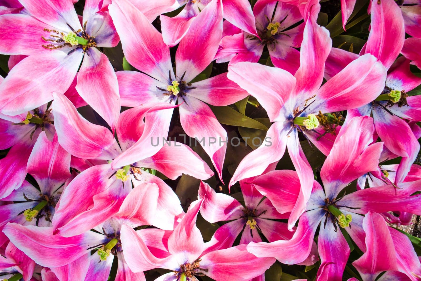 The colorful tulips close up in Keukenhof flower garden, Lisse, Netherlands, Holland