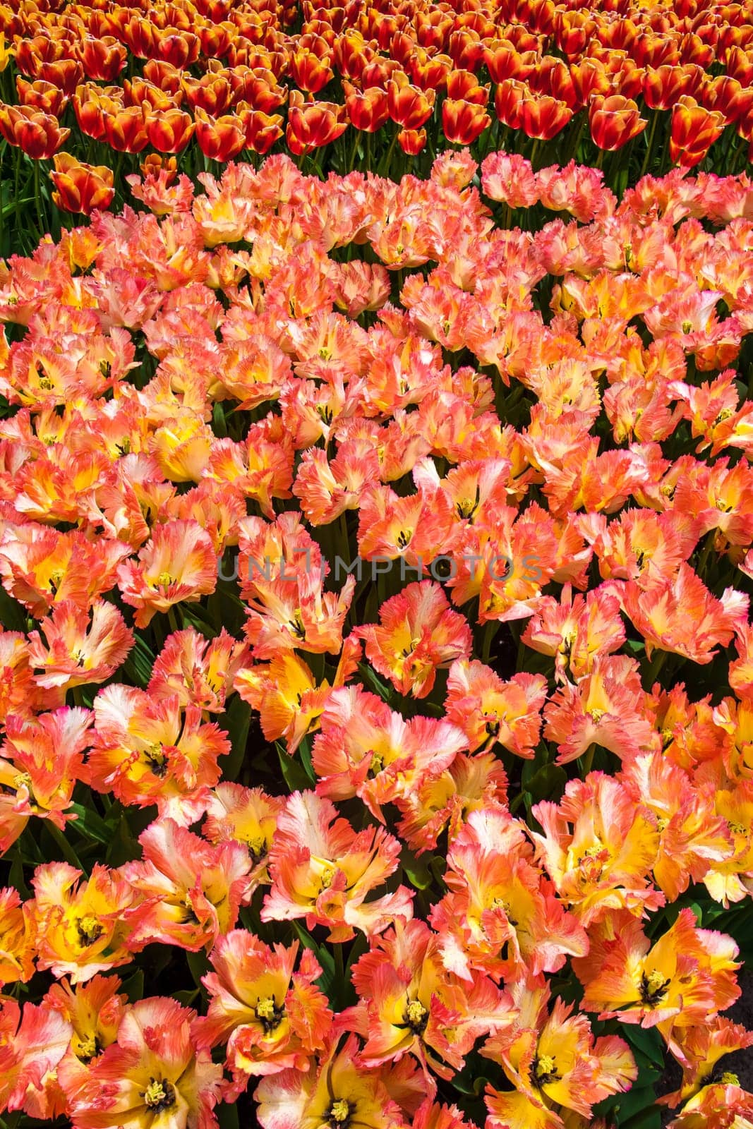 The tulip field in Keukenhof flower garden, Lisse, Netherlands, Holland