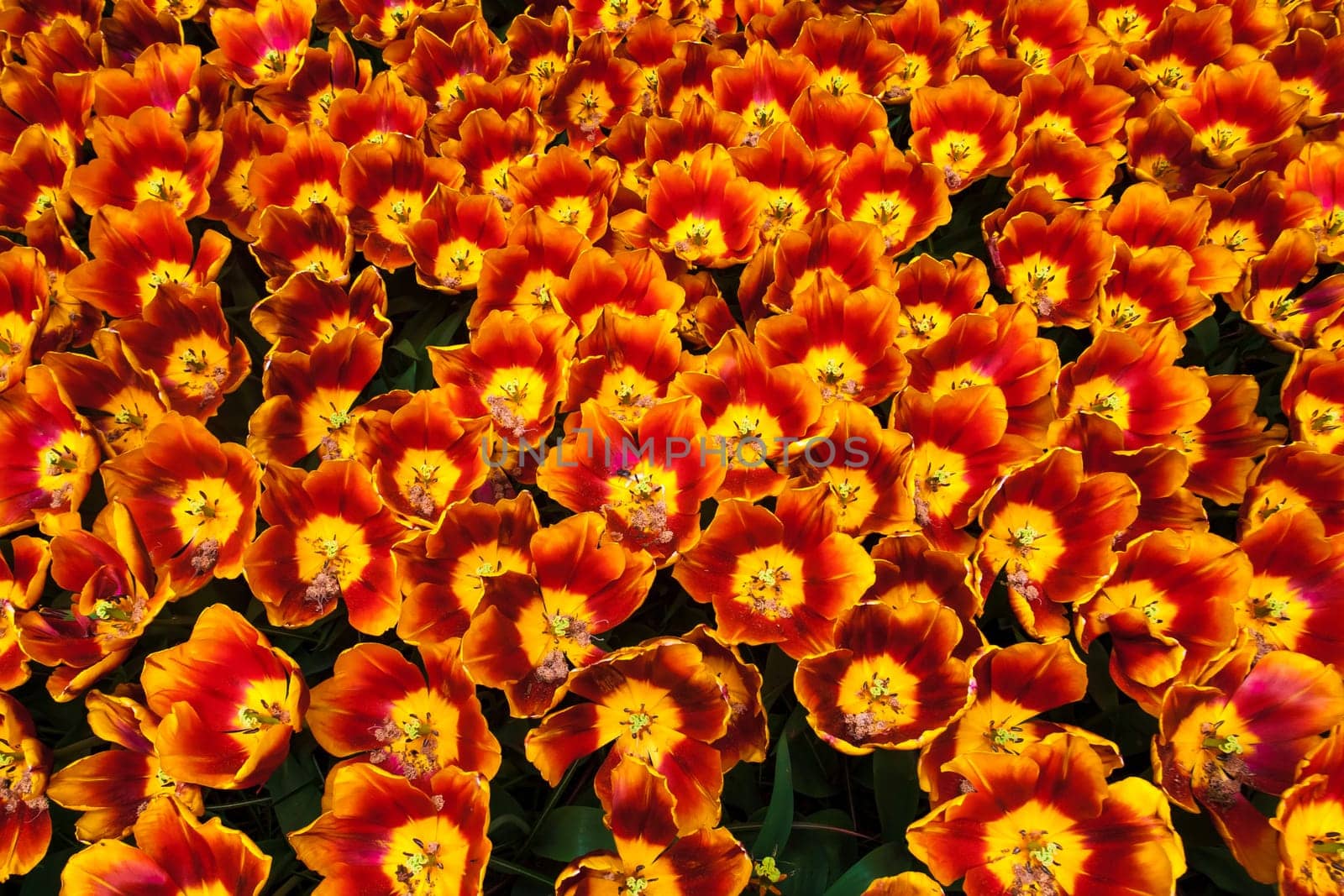 The tulip field in Keukenhof flower garden, Lisse, Netherlands, Holland