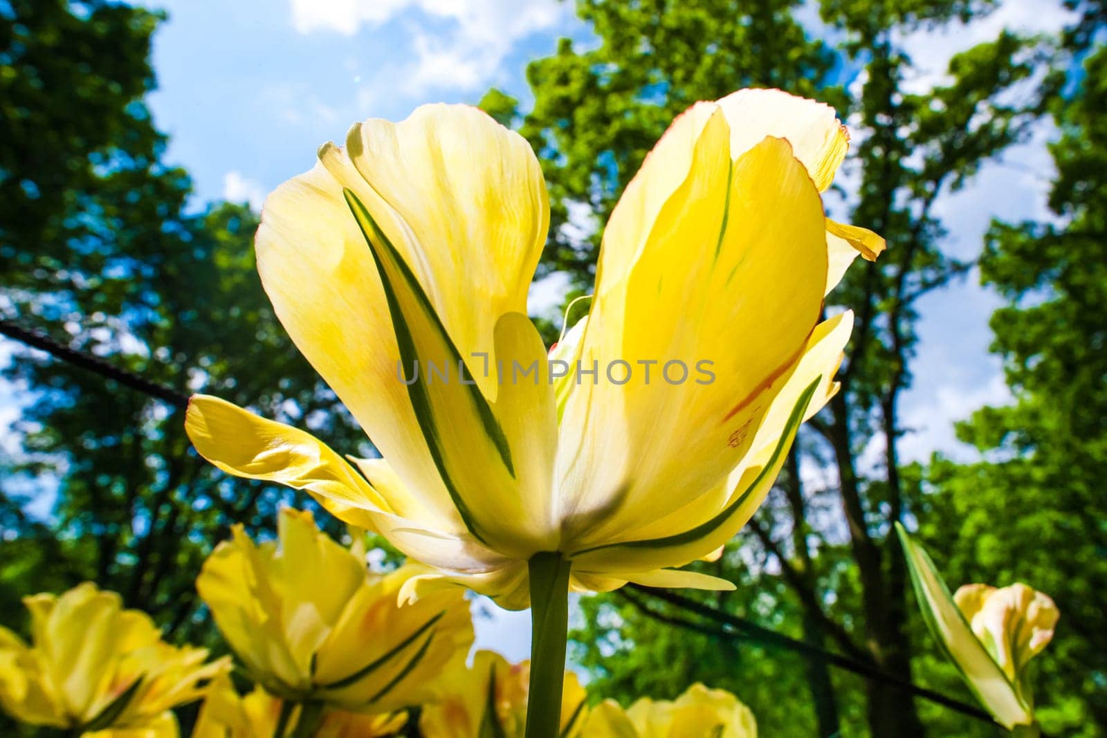 The colorful tulips close up in Keukenhof flower garden, Lisse, Netherlands, Holland
