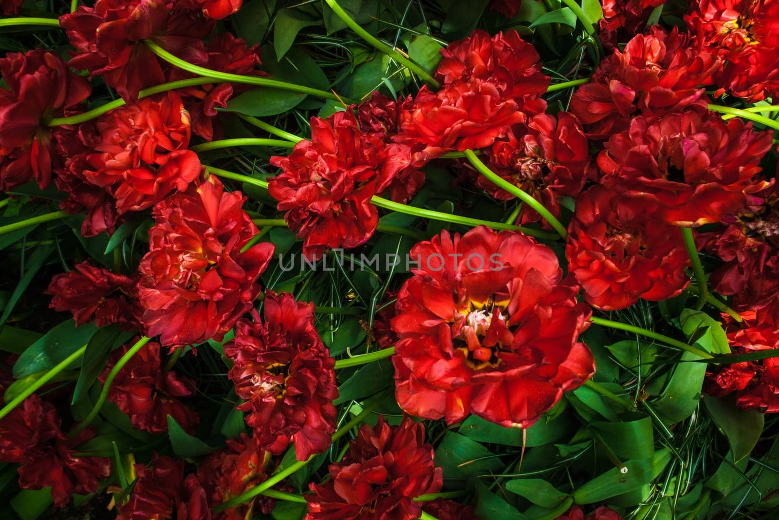 The colorful tulips close up in Keukenhof flower garden, Lisse, Netherlands, Holland
