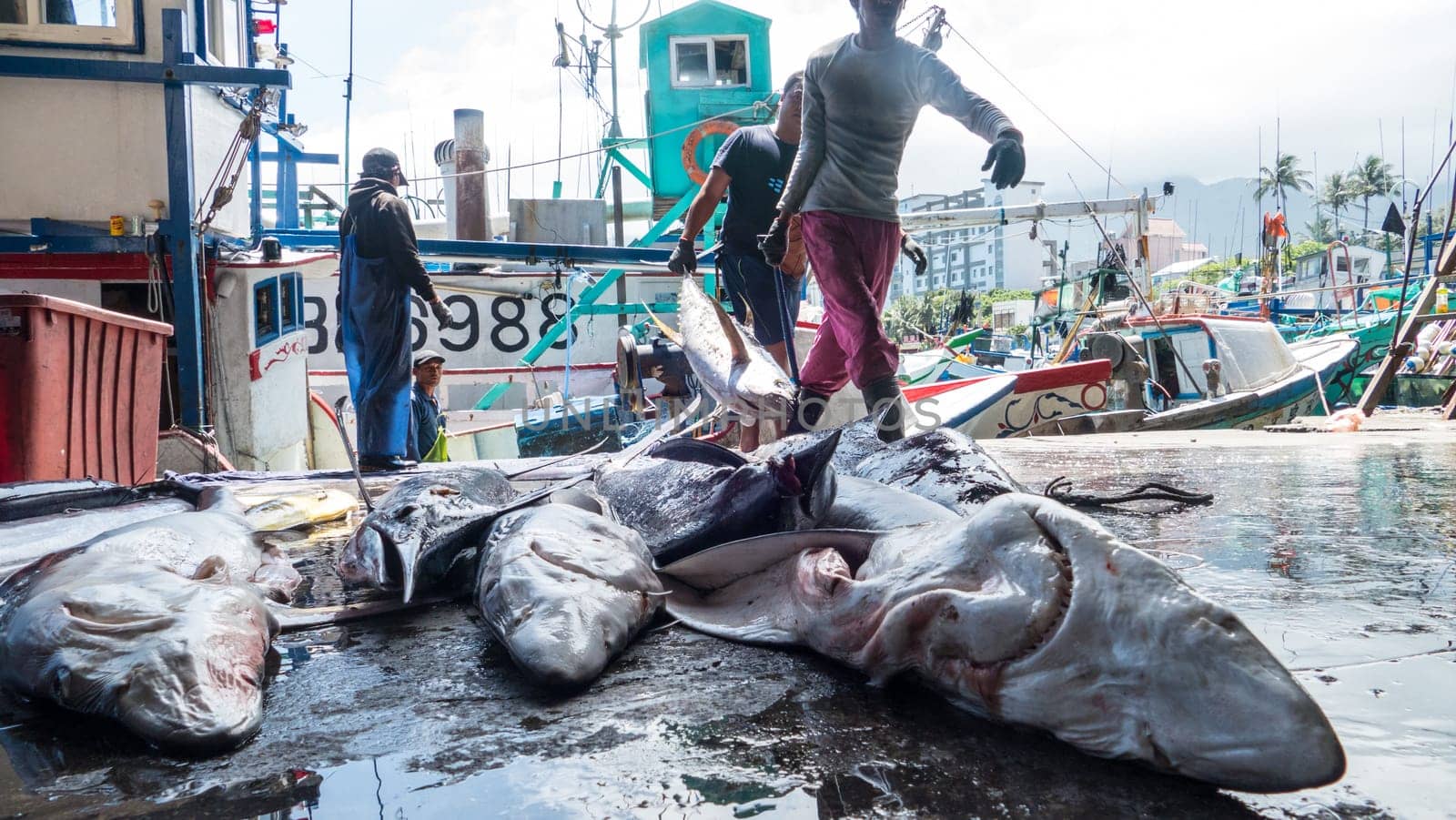 Taitung, Taiwan - May 28, 2016 : Fishing boats docked Chenggong Fishing Harbor remove fishing goods