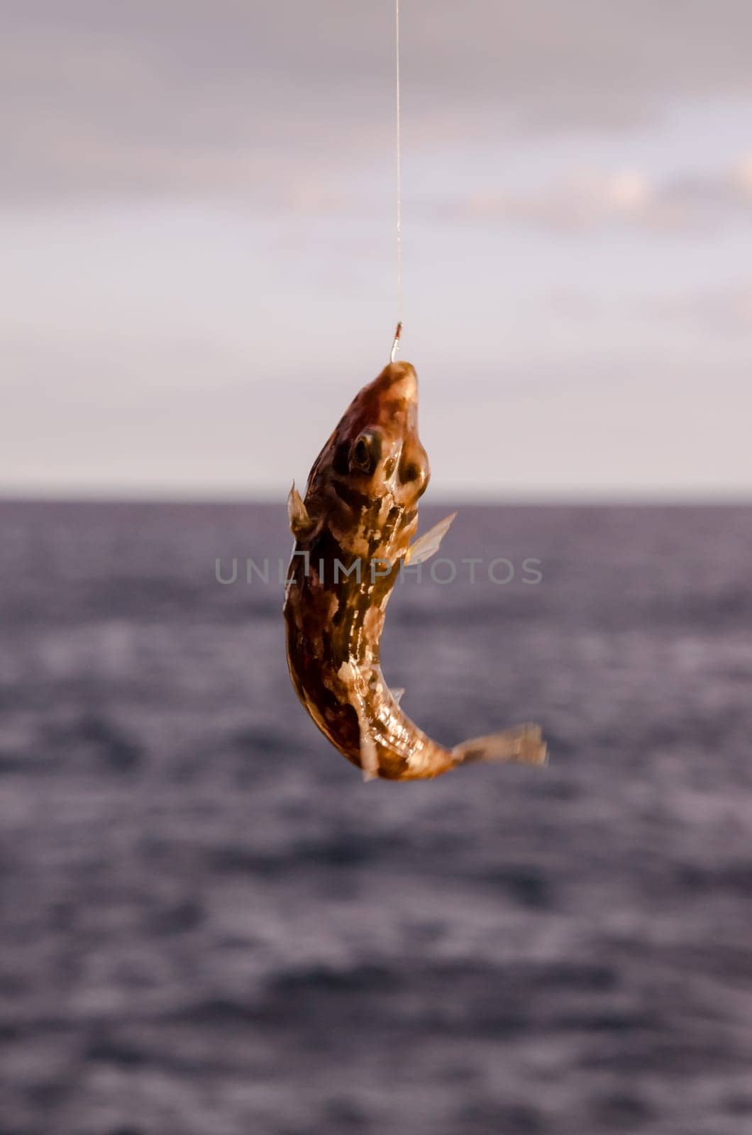 One Sea Fish Hooked over the Blue Atlantic Ocean