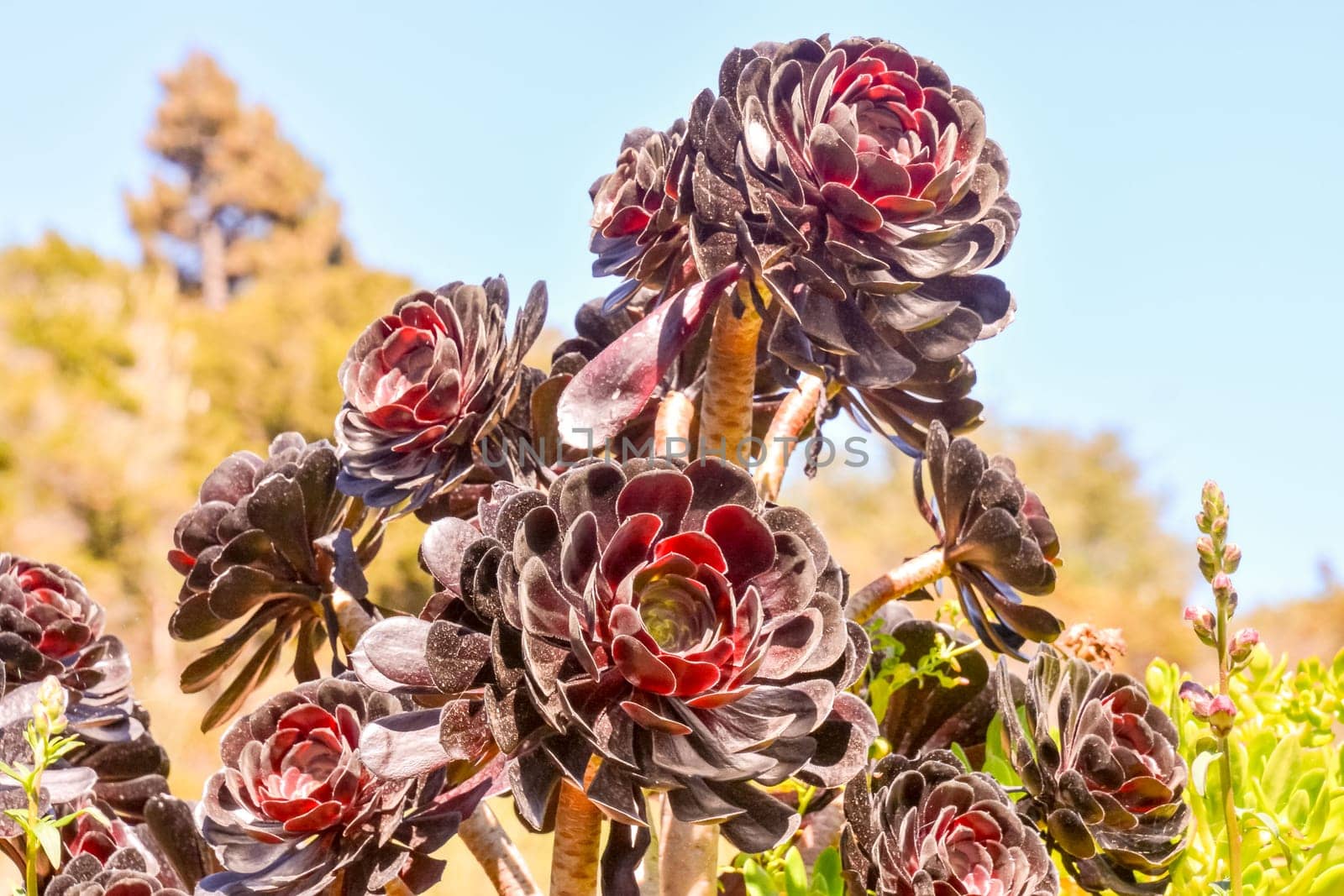 Photo Picture of Beautiful Blooming Flower Background