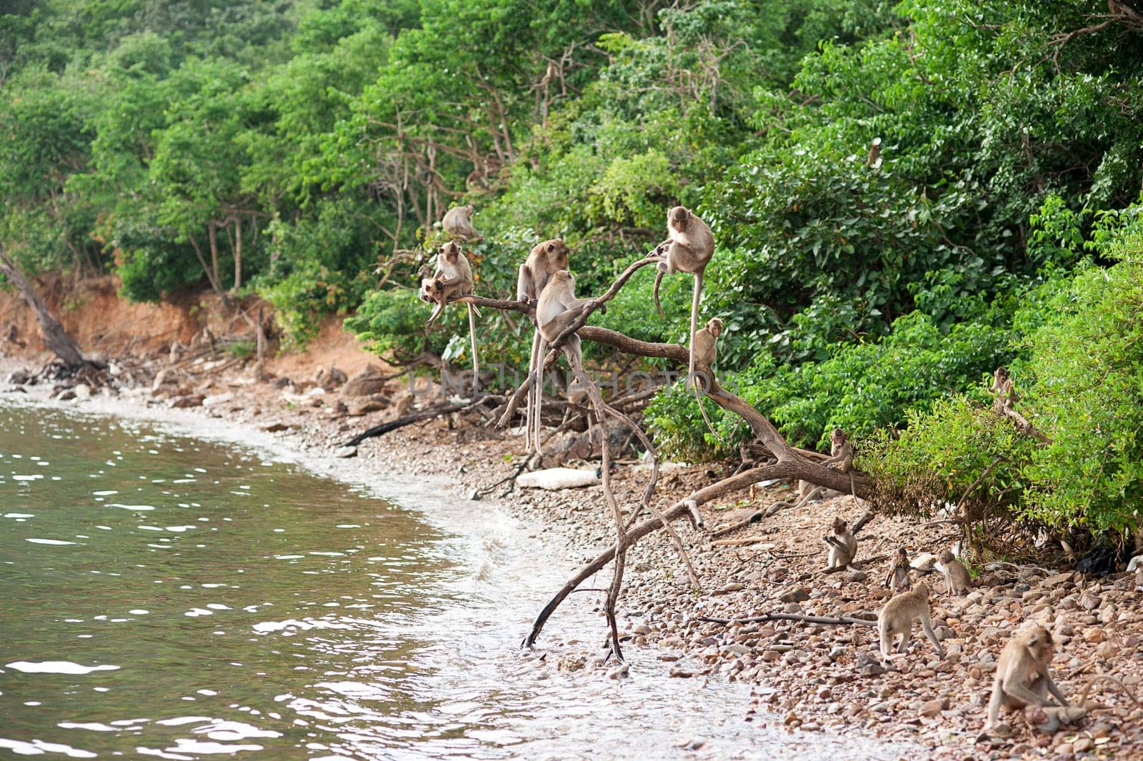 Monkey waiting for and looking for chance to stolen food in an island of andaman sea ,thailand. Lipe island.