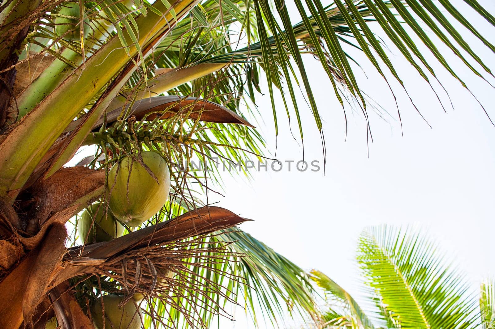 Palm Trees - Perfect palm trees against a beautiful blue sky