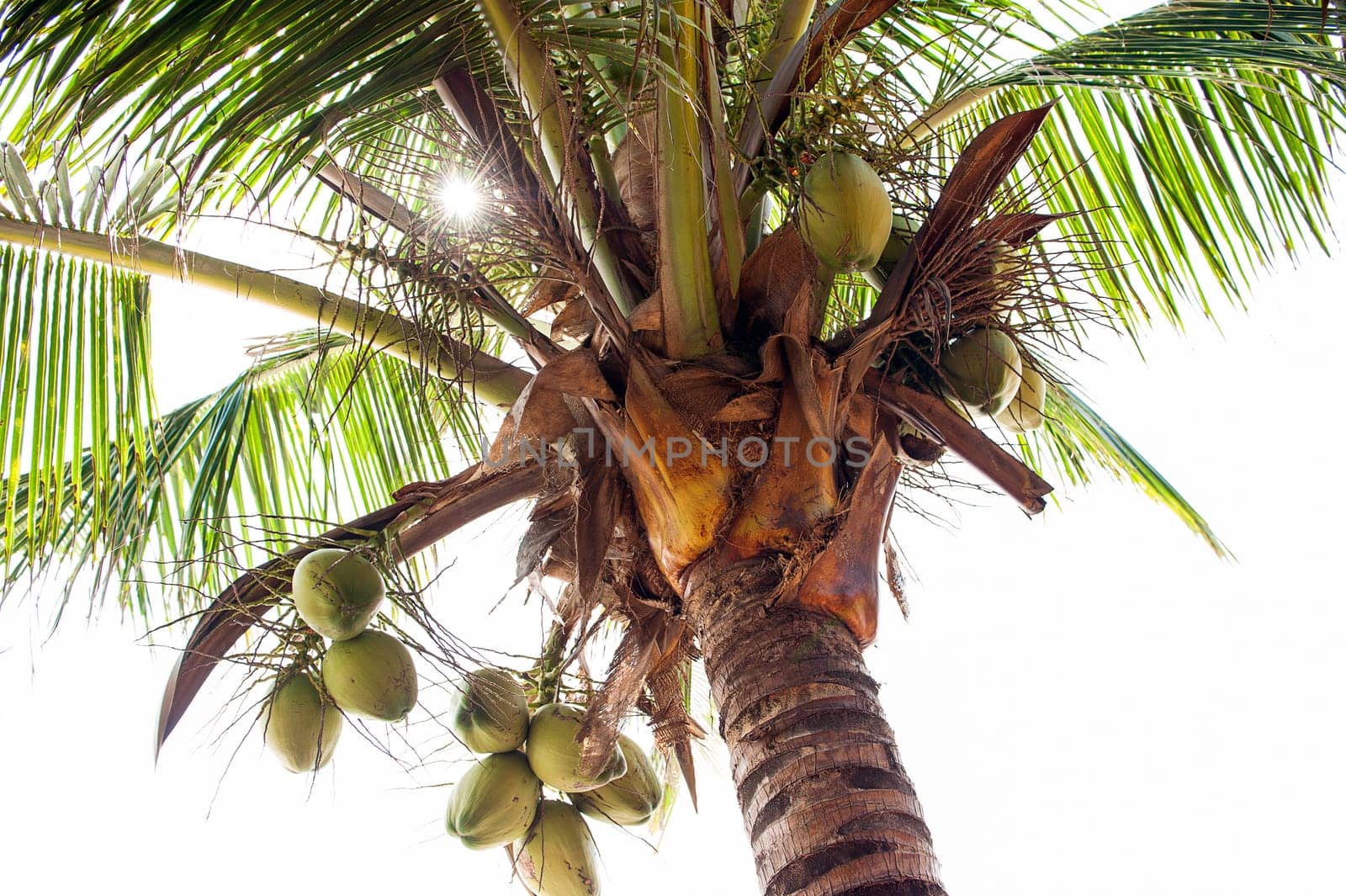 Palm Trees - Perfect palm trees against a beautiful blue sky