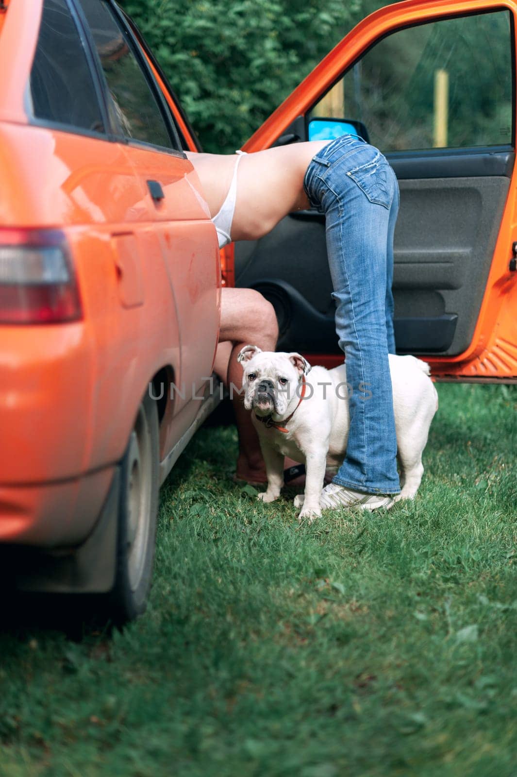 Sexy couple in the car, and a white English bulldog outdoors