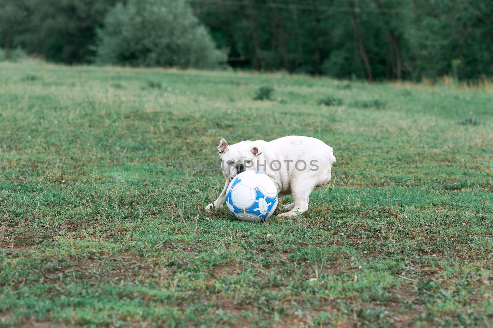 white English bulldog playing with soccer ball on the green field, outdoors