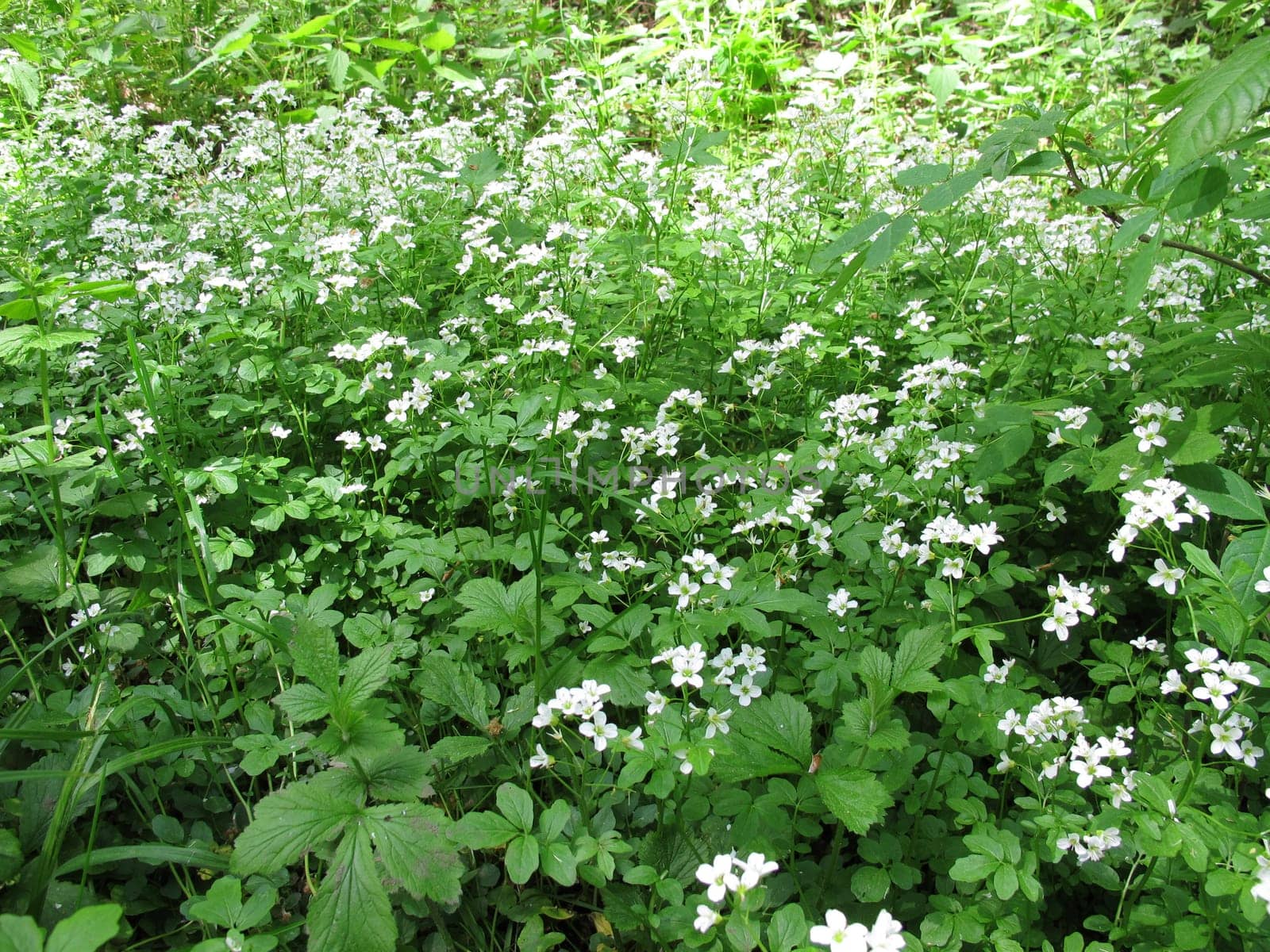 Flowering watercress,Nasturtium officinale