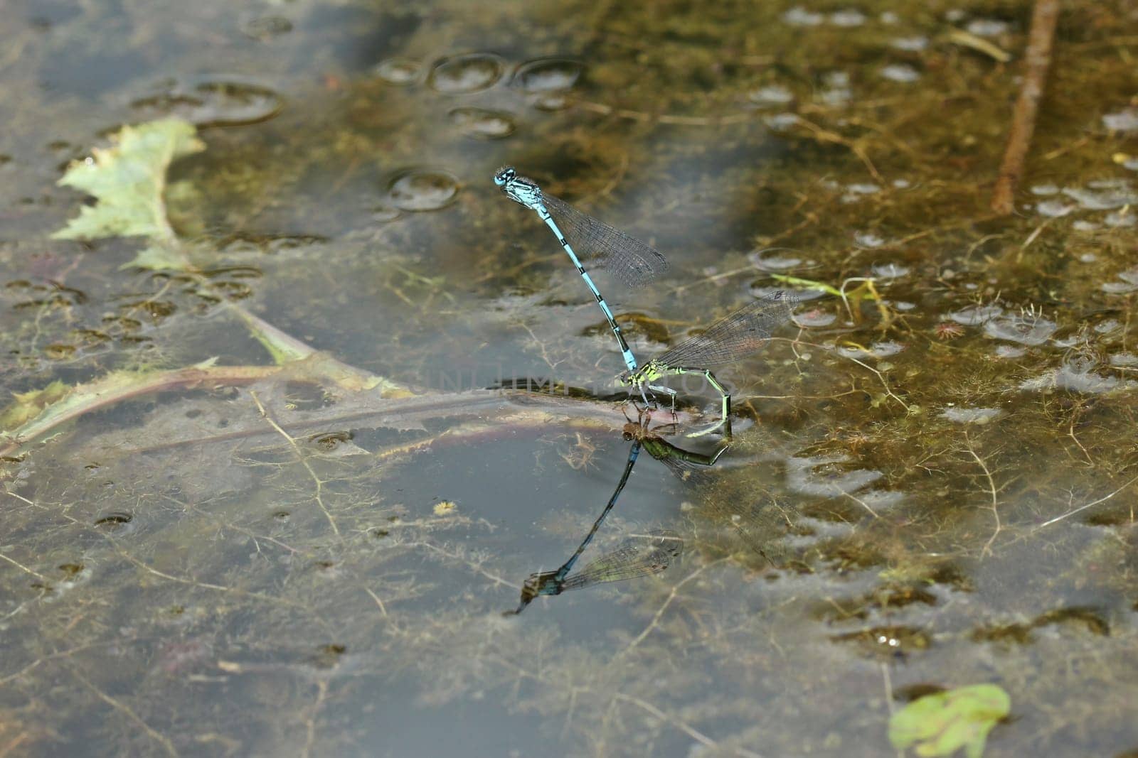 Pair of horseshoe azure maiden (Coenagrion puella) when laying eggs