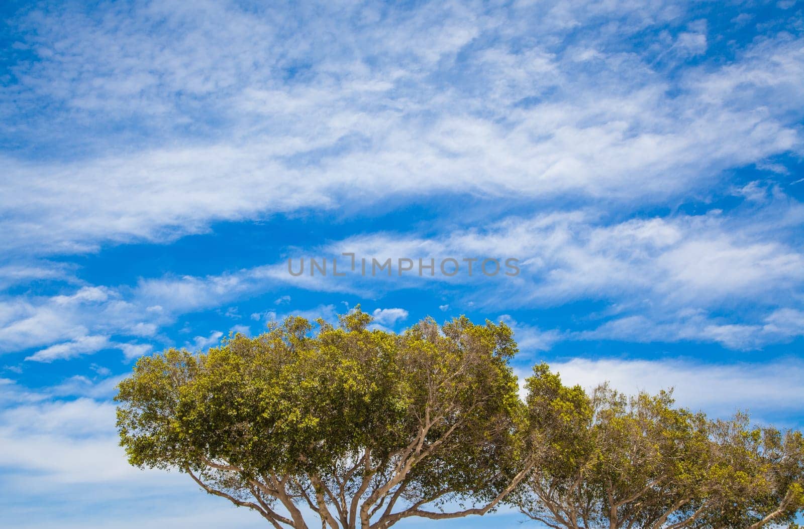 Huge trees on a spring blue cloudy sky