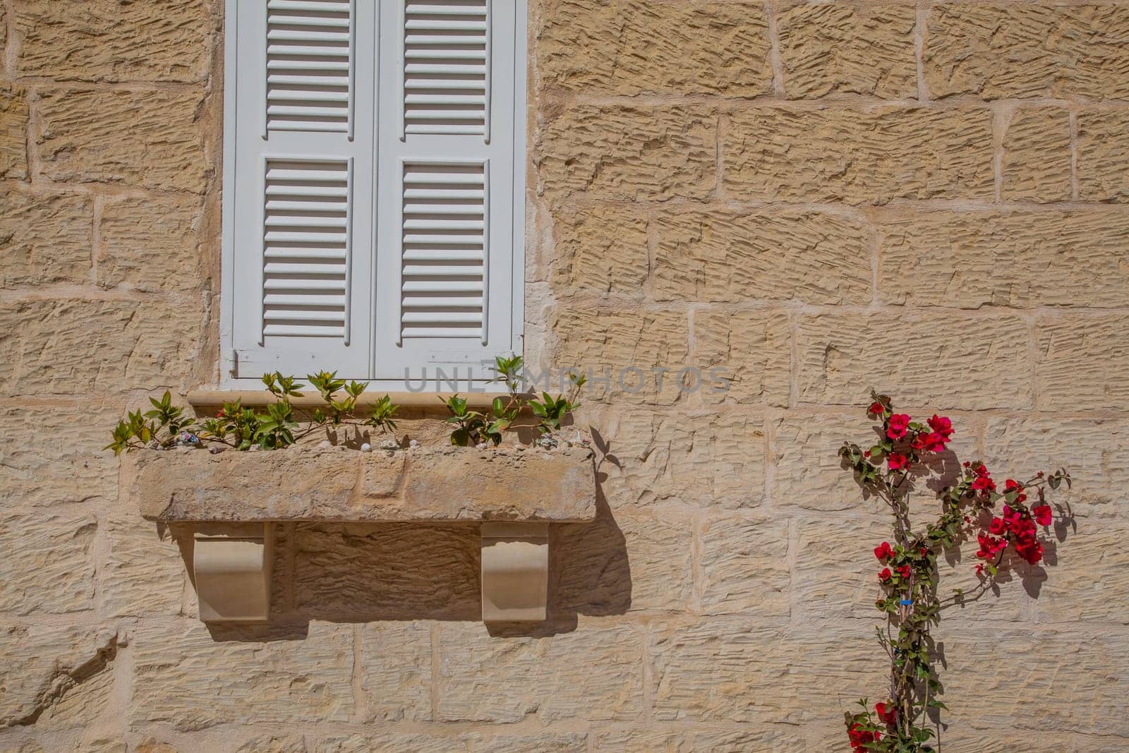 A growing flower plant on a wall with a closed cyan window