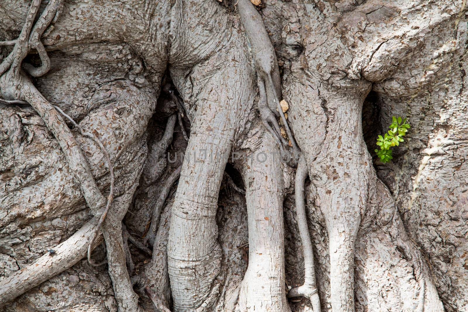 Very old grey roots knotted on their tree