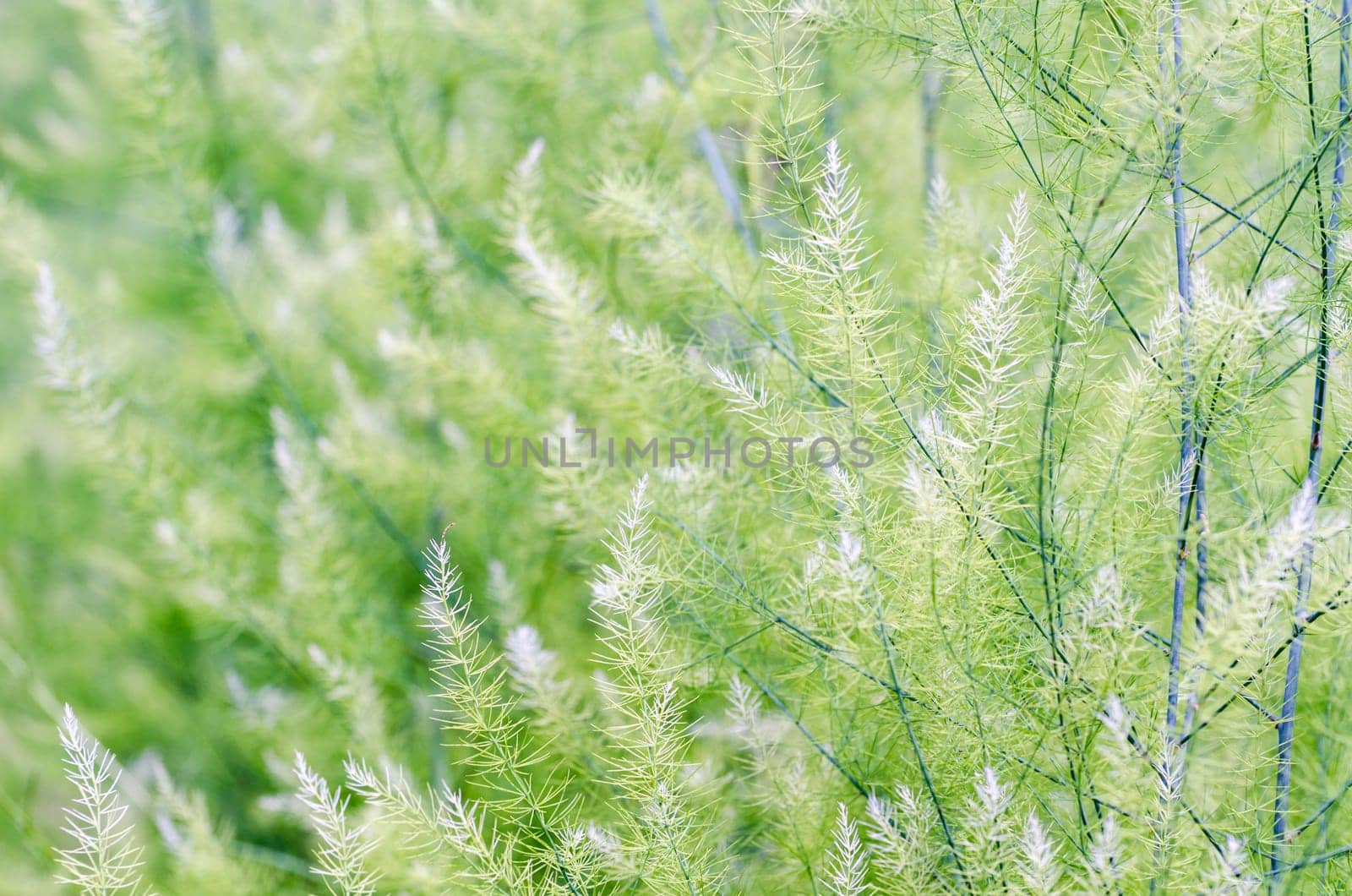 Natural background small green leaves of Asparagus Officinalis