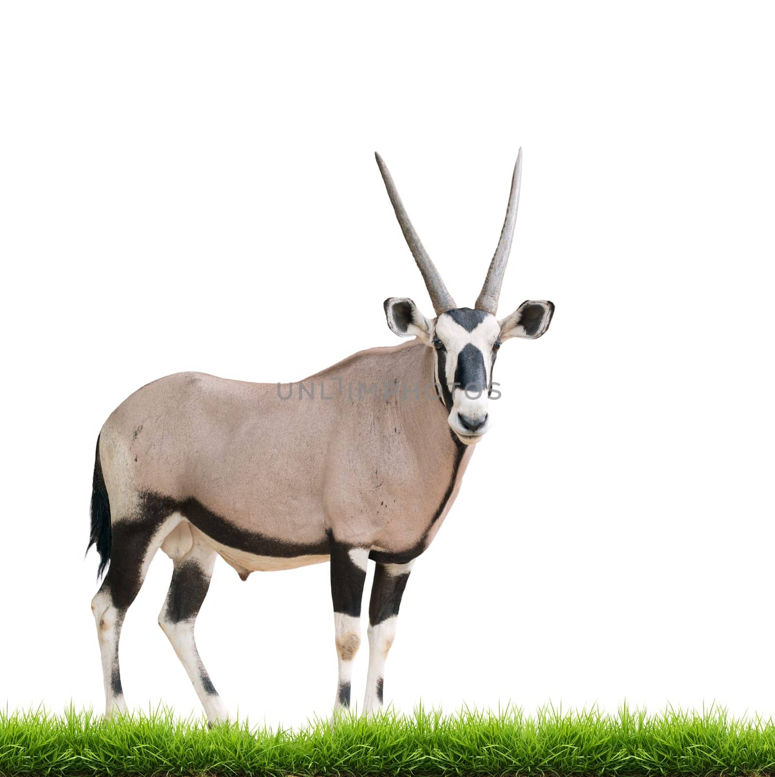 gemsbok or oryx gazella with green grass isolated on white background