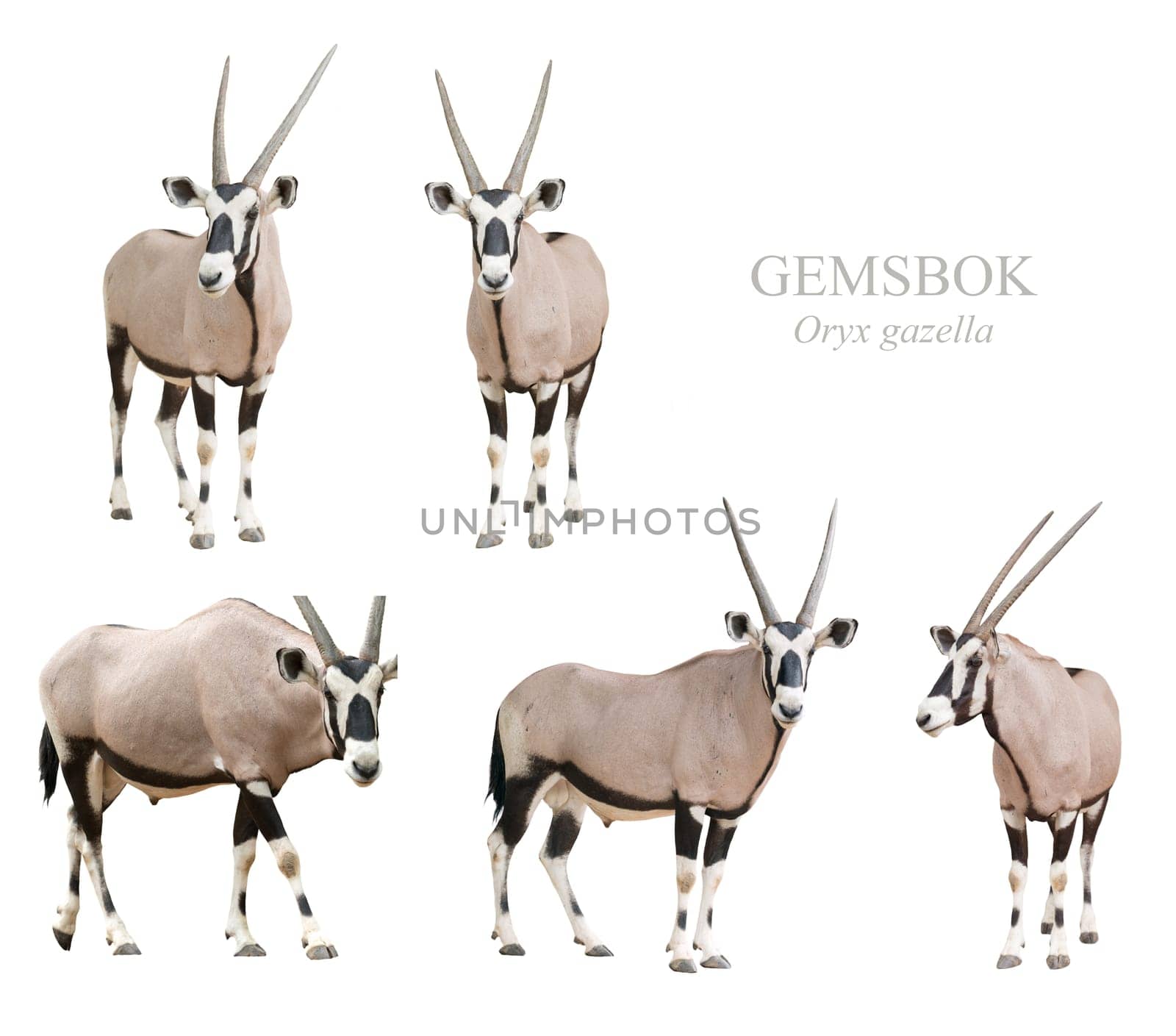 gemsbok or oryx gazella isolated on white background