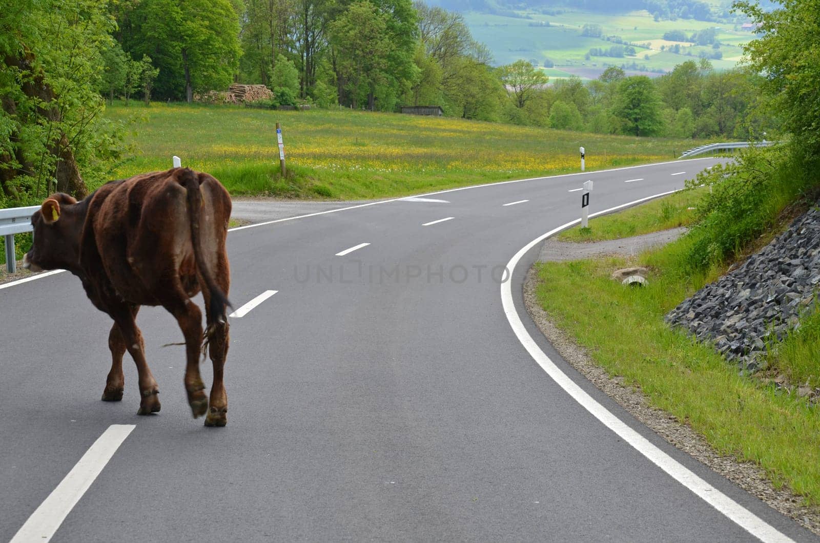 Cow runs across the country road