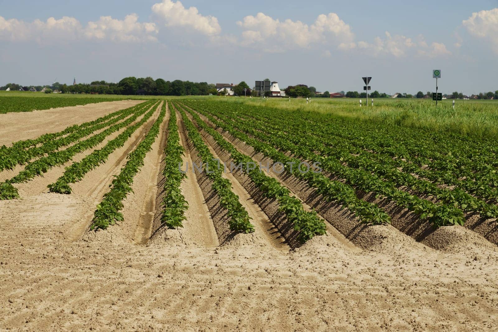 Potato plants in a potato field