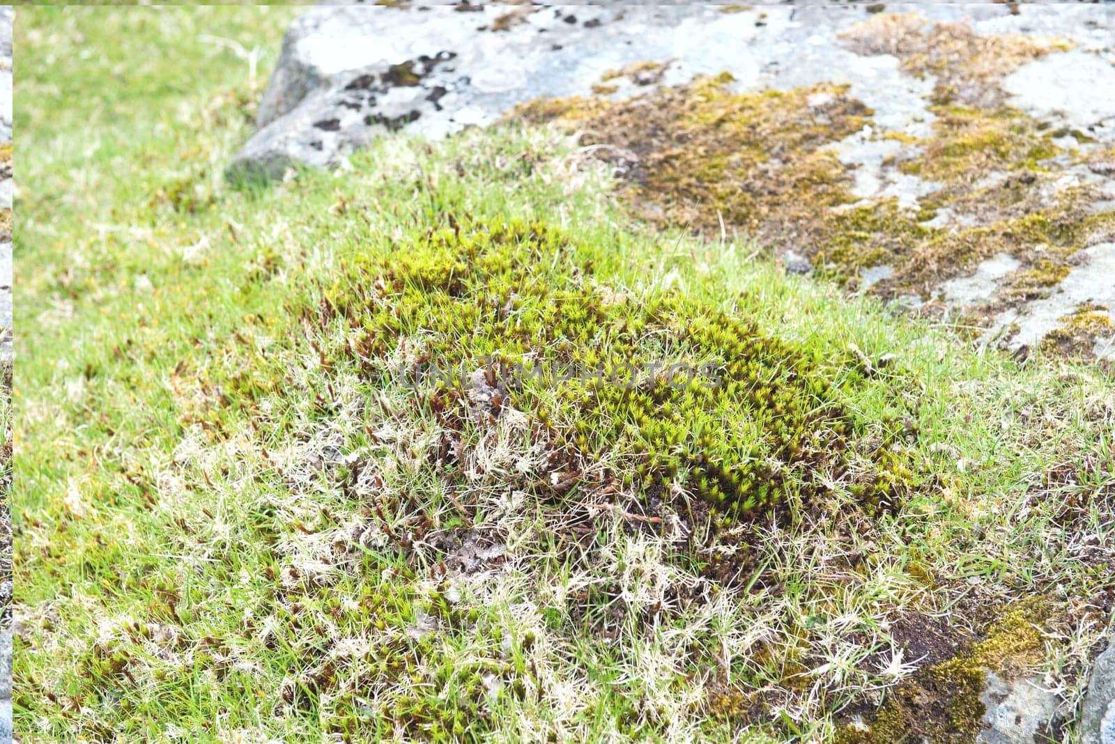 Detail of moss on the Faroe Islands with green grass and stone