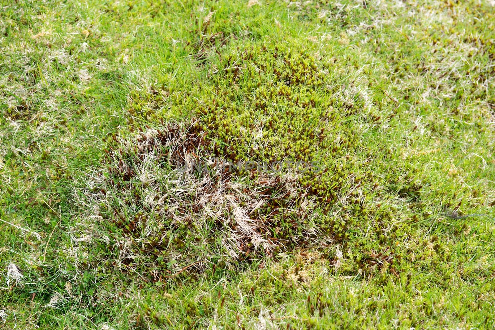 Typical landscape on the Faroe Islands, with green grass and rocks