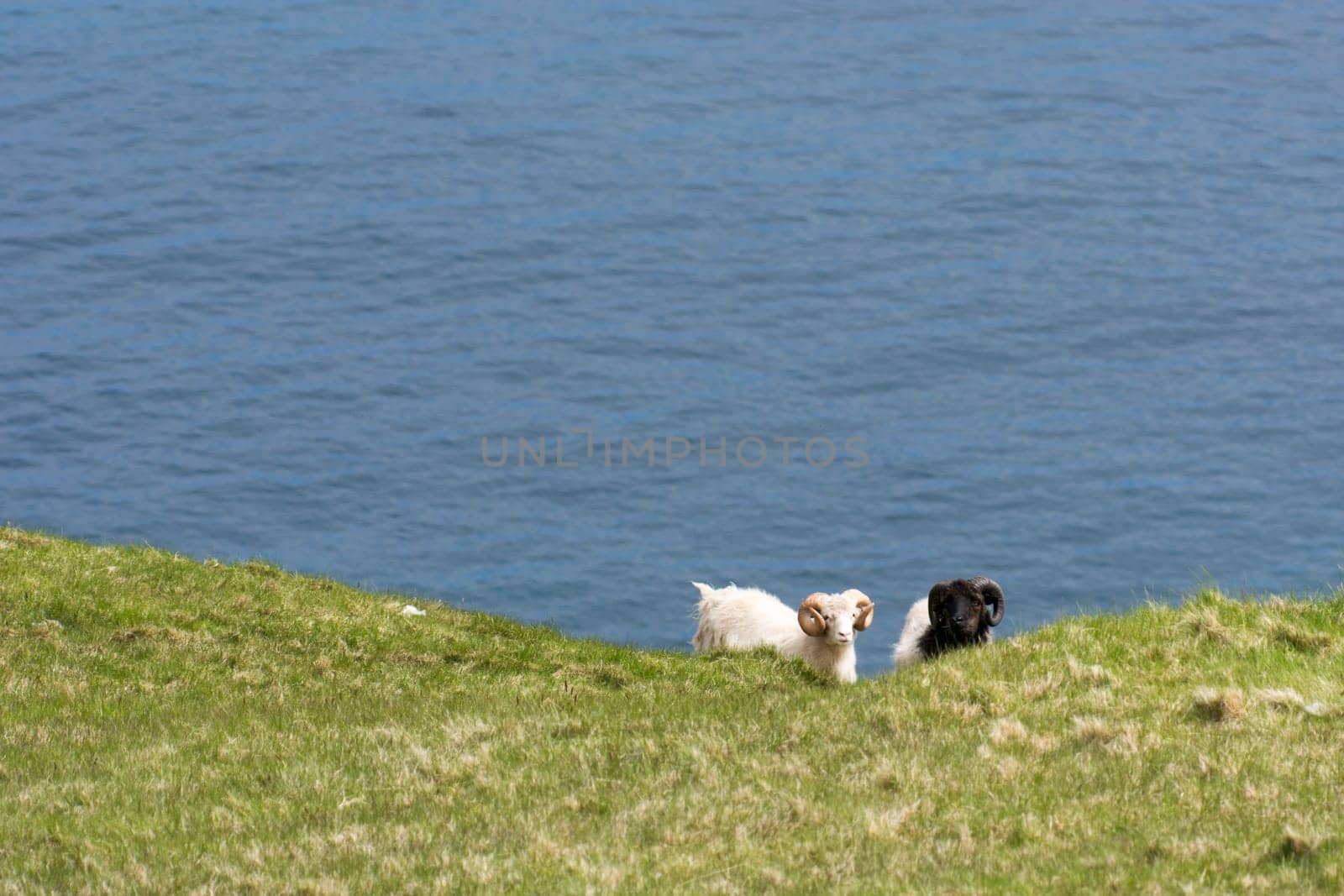 Sheep on the Faroe Islands, with sea and green grass and rocks