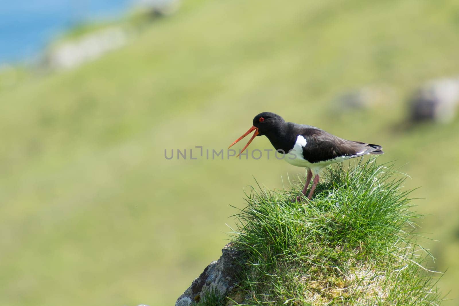 Eurasian oystercatcher, Haematopus ostralegus, sitting on stone on the Faroe Islands