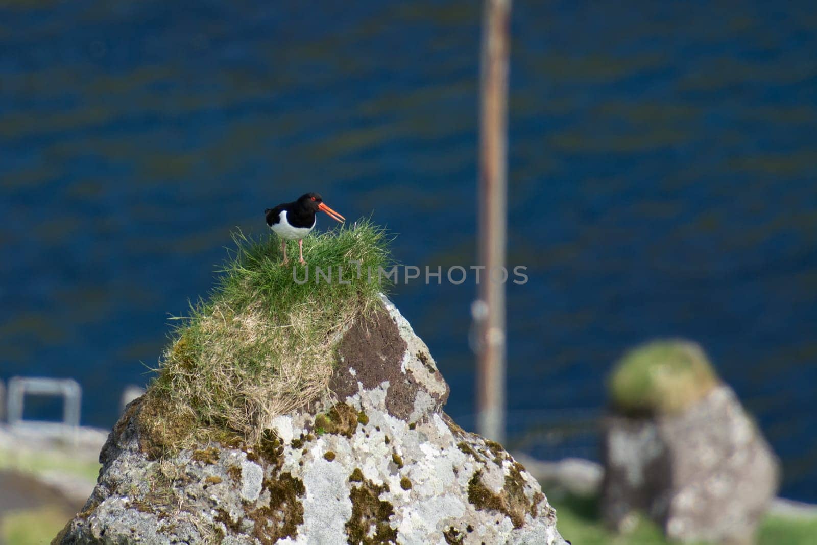 Eurasian oystercatcher, Haematopus ostralegus, sitting on stone on the Faroe Islands