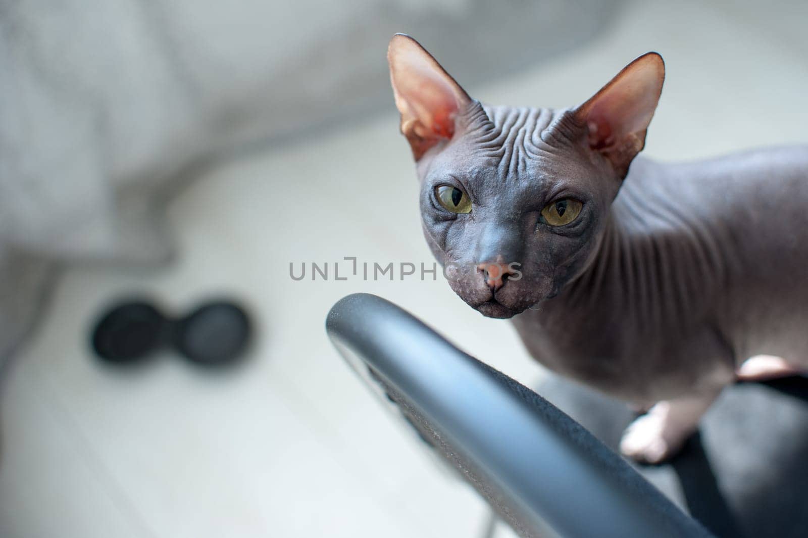 Sphinx kitten sitting, looking at the camera, hairless cat
