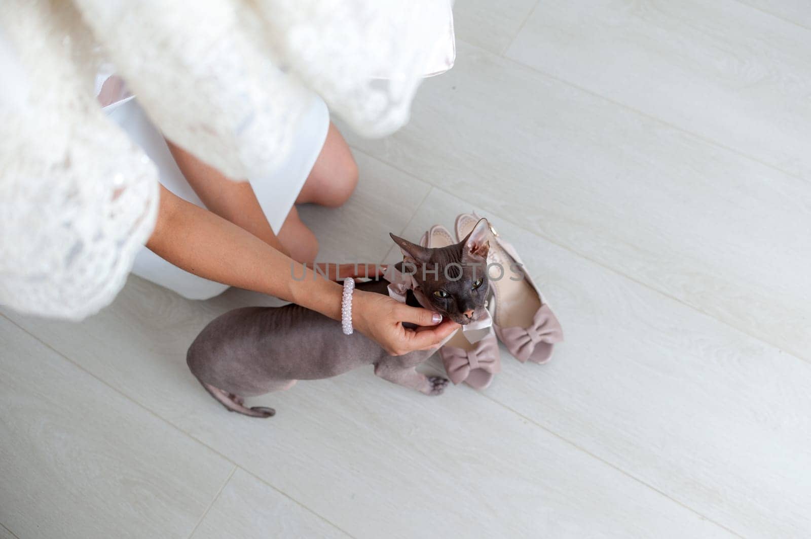 Sphinx kitten sitting, looking at the camera, hairless cat