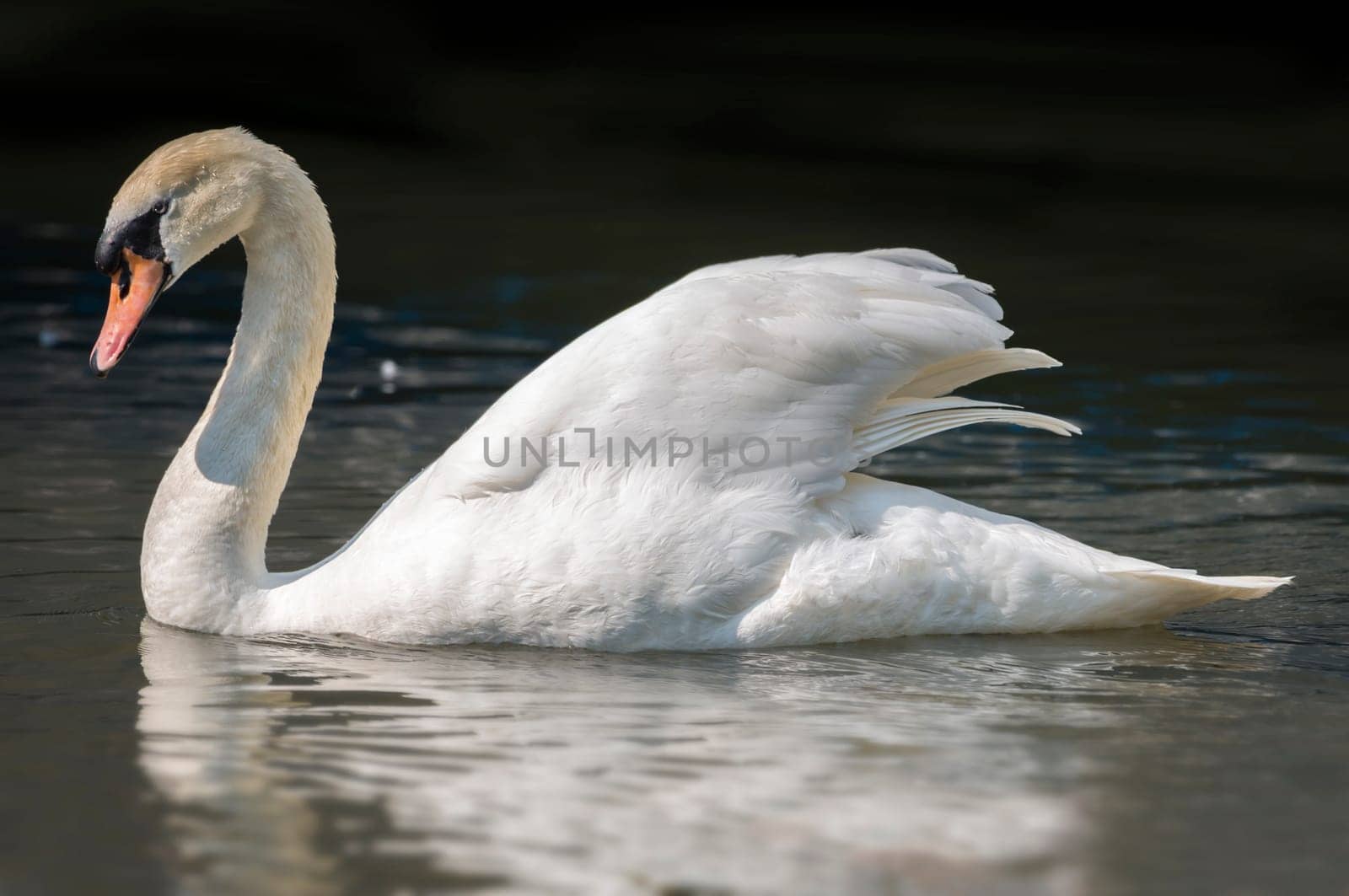 Mute swan gliding across a tranquil lake