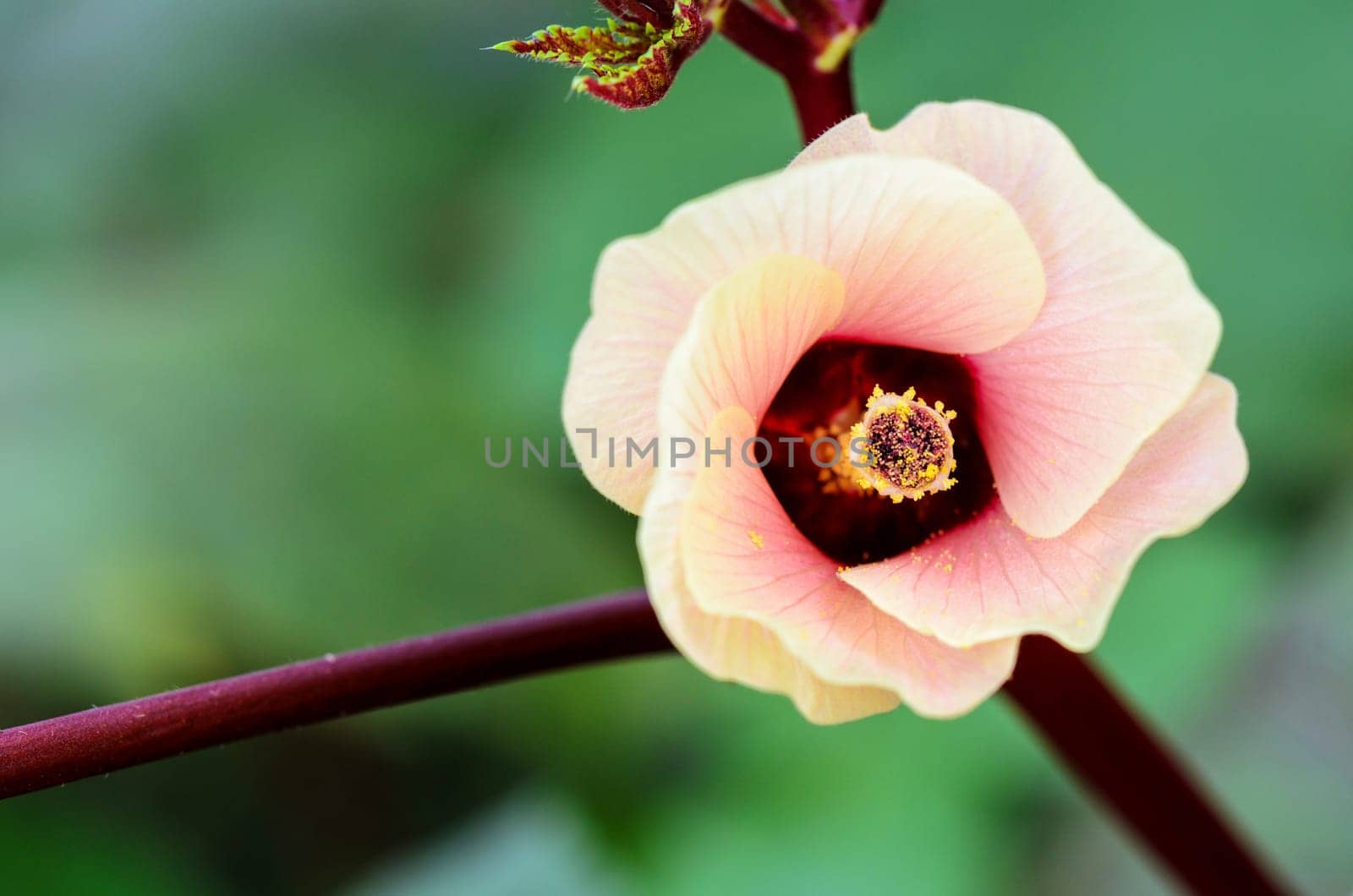 Closeup carpel and pink flower blossom on tree of Jamaica Sorrel or Hibiscus Sabdariffa in Thailand