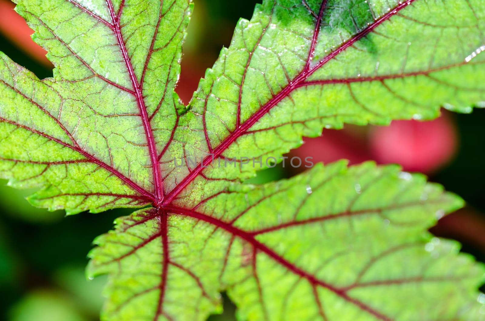 Closeup texture green and red on leaf of Jamaica Sorrel or Hibiscus Sabdariffa