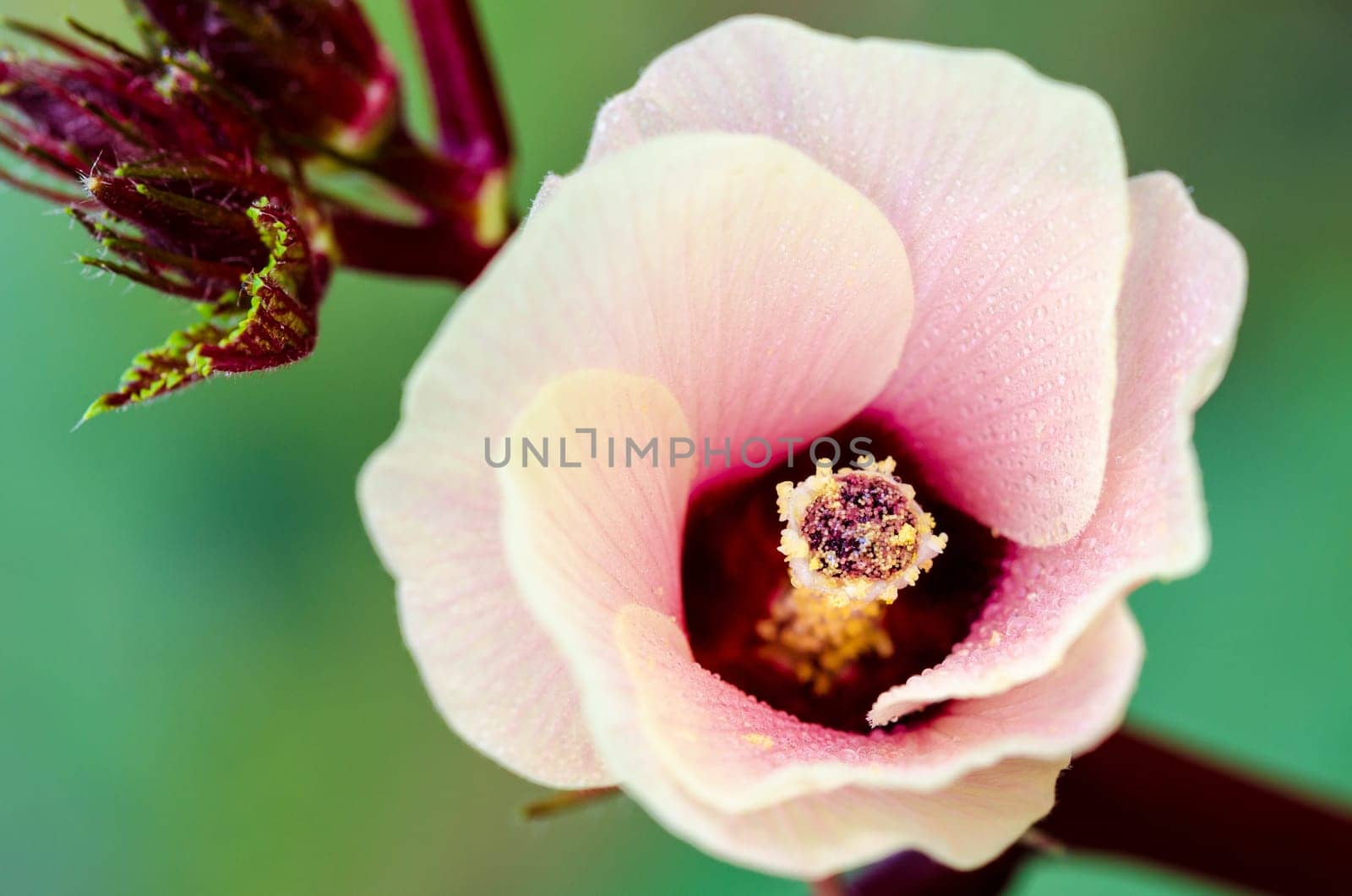 Closeup carpel and pink flower blossom on tree of Jamaica Sorrel or Hibiscus Sabdariffa in Thailand