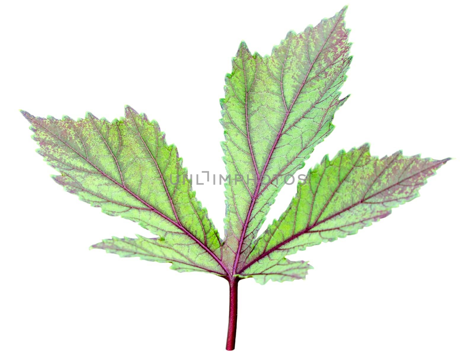 Isolated leaf texture red and green of Jamaica Sorrel or Hibiscus Sabdariffa on white background
