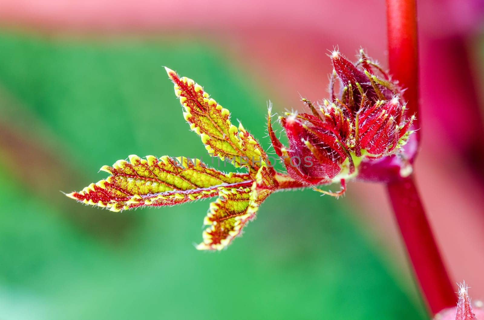 Closeup texture green red on soft leaf and young fruit of Jamaica Sorrel or Hibiscus Sabdariffa in Thailand