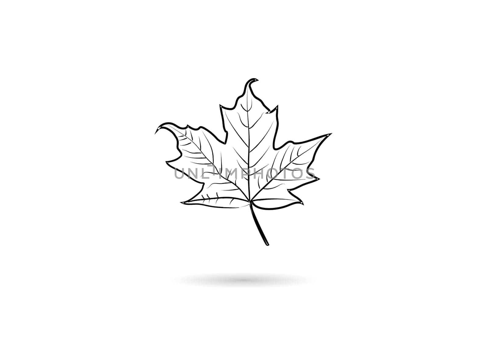 The creative vector abstract for maple leaf