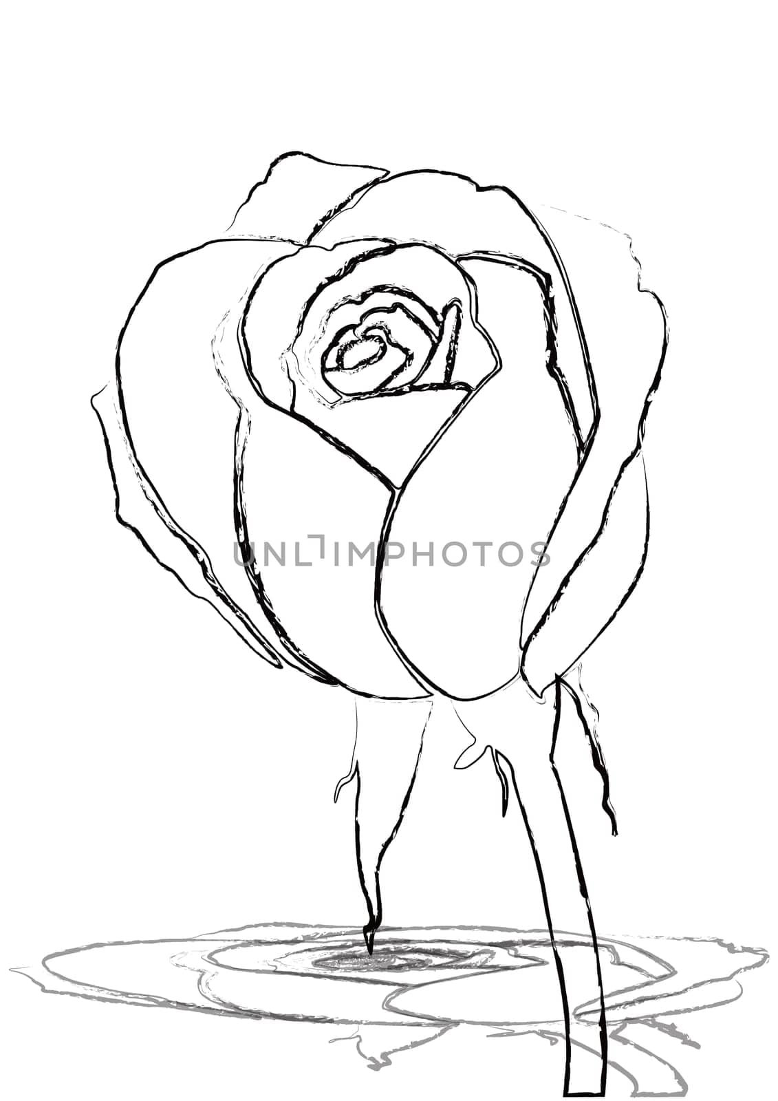 The Stock Vector Illustration rose icon isolated with white