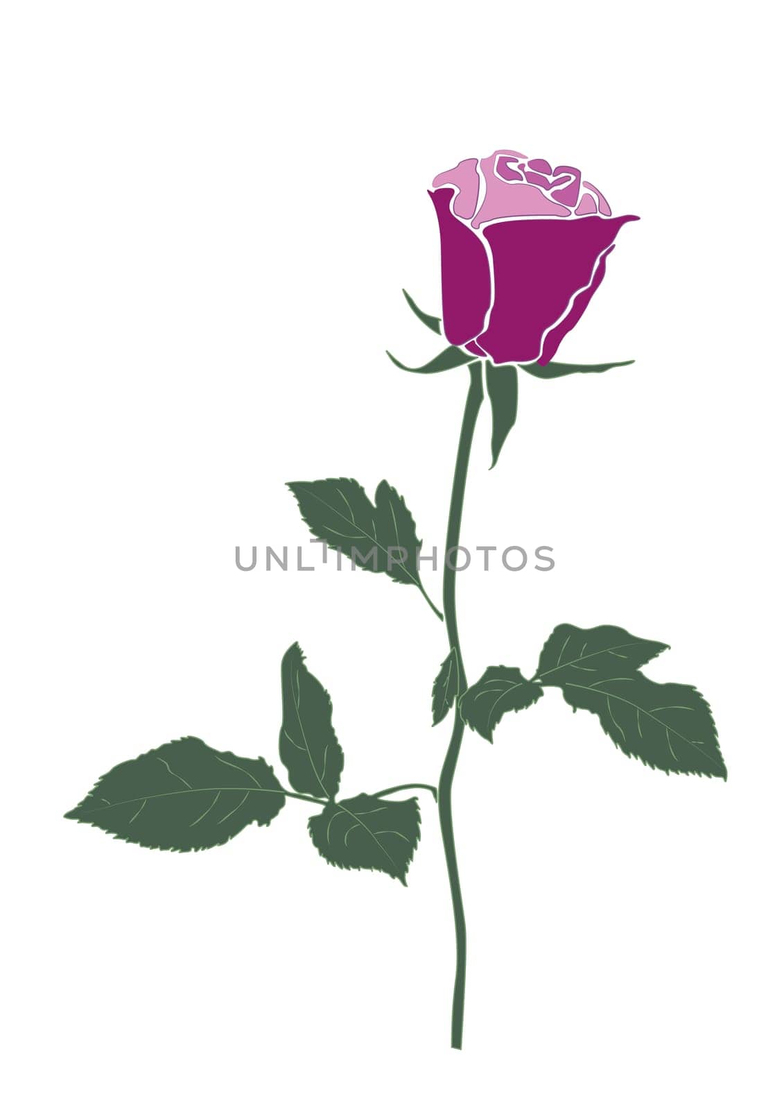 The Stock Vector Illustration rose icon isolated with white