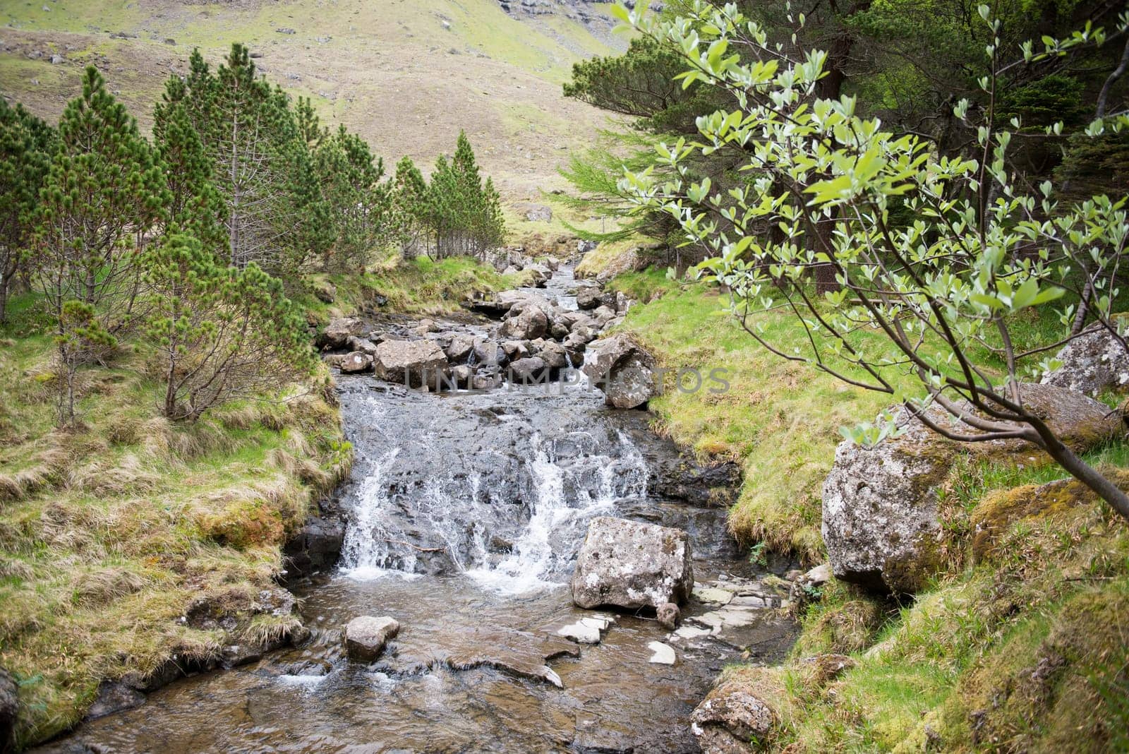Vidarlundin i Kunoy a planted forest on the island Kunoy on the Faroe Islands