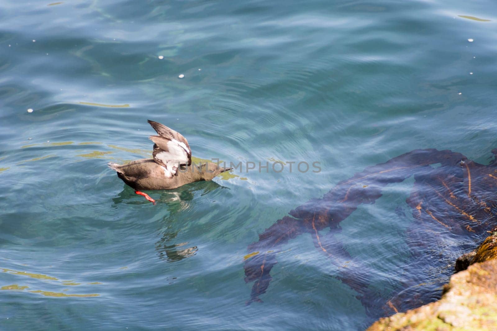 Black Guillemot, Cepphus grylle on water on the Faroe Islands