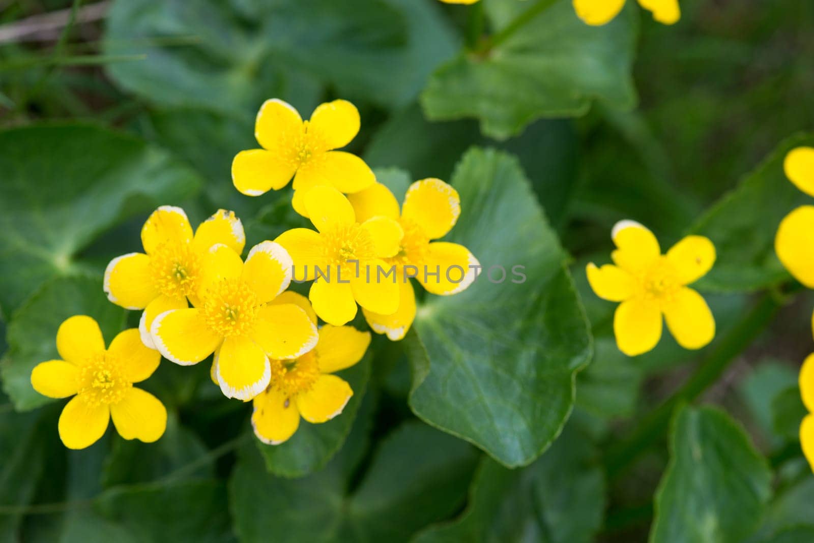 Marsh Marigold, Caltha palustris plant and yellow flowers on the Faroe Islands