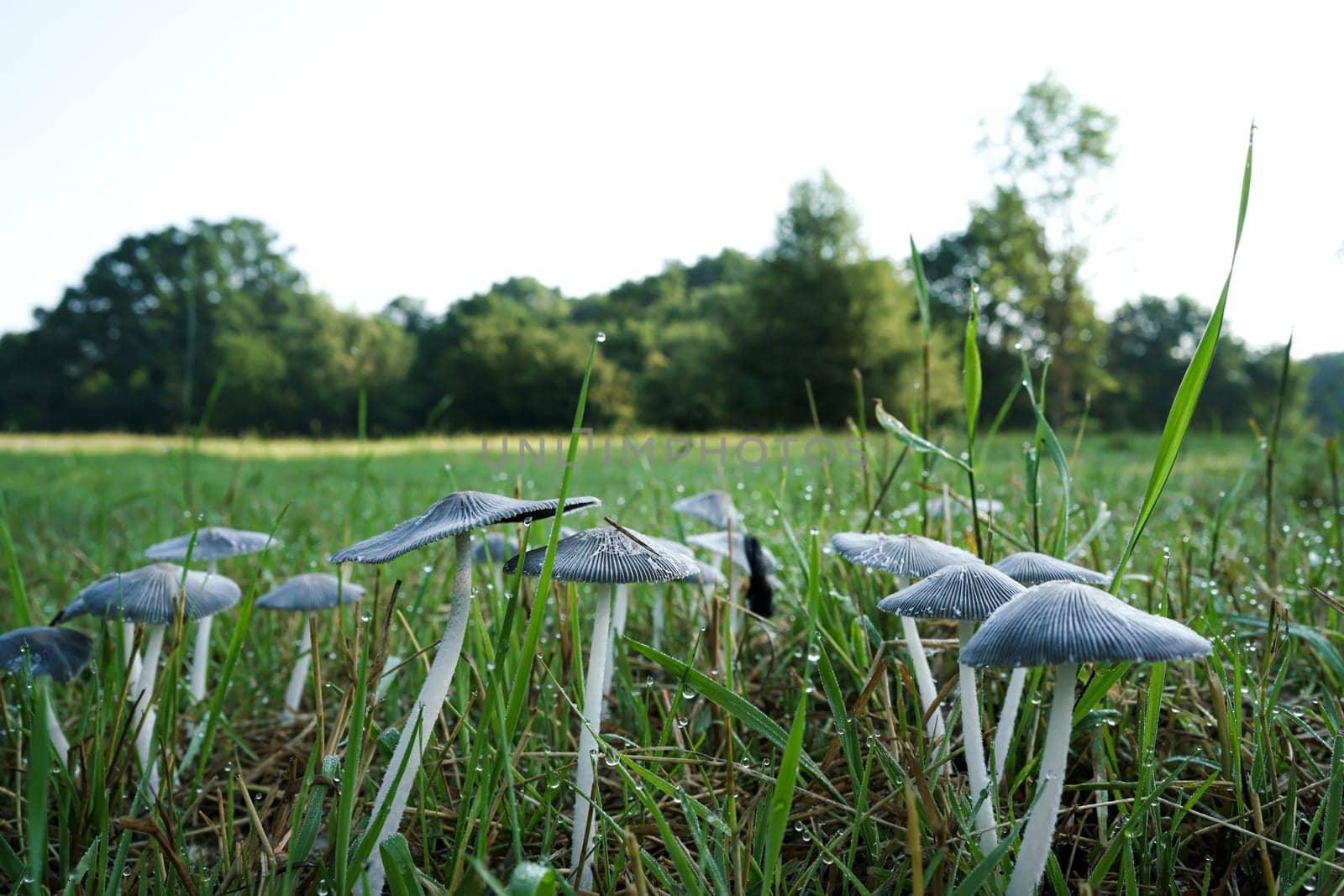 Mushrooms in a meadow in a park