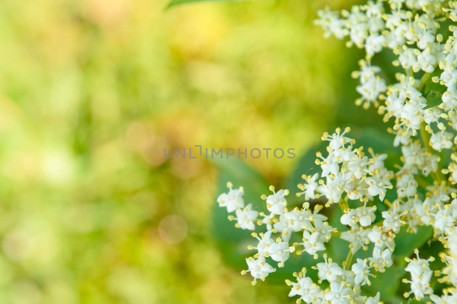 Flowers elderberry, Sambucus nigra, elderberry, flower, with copyspace