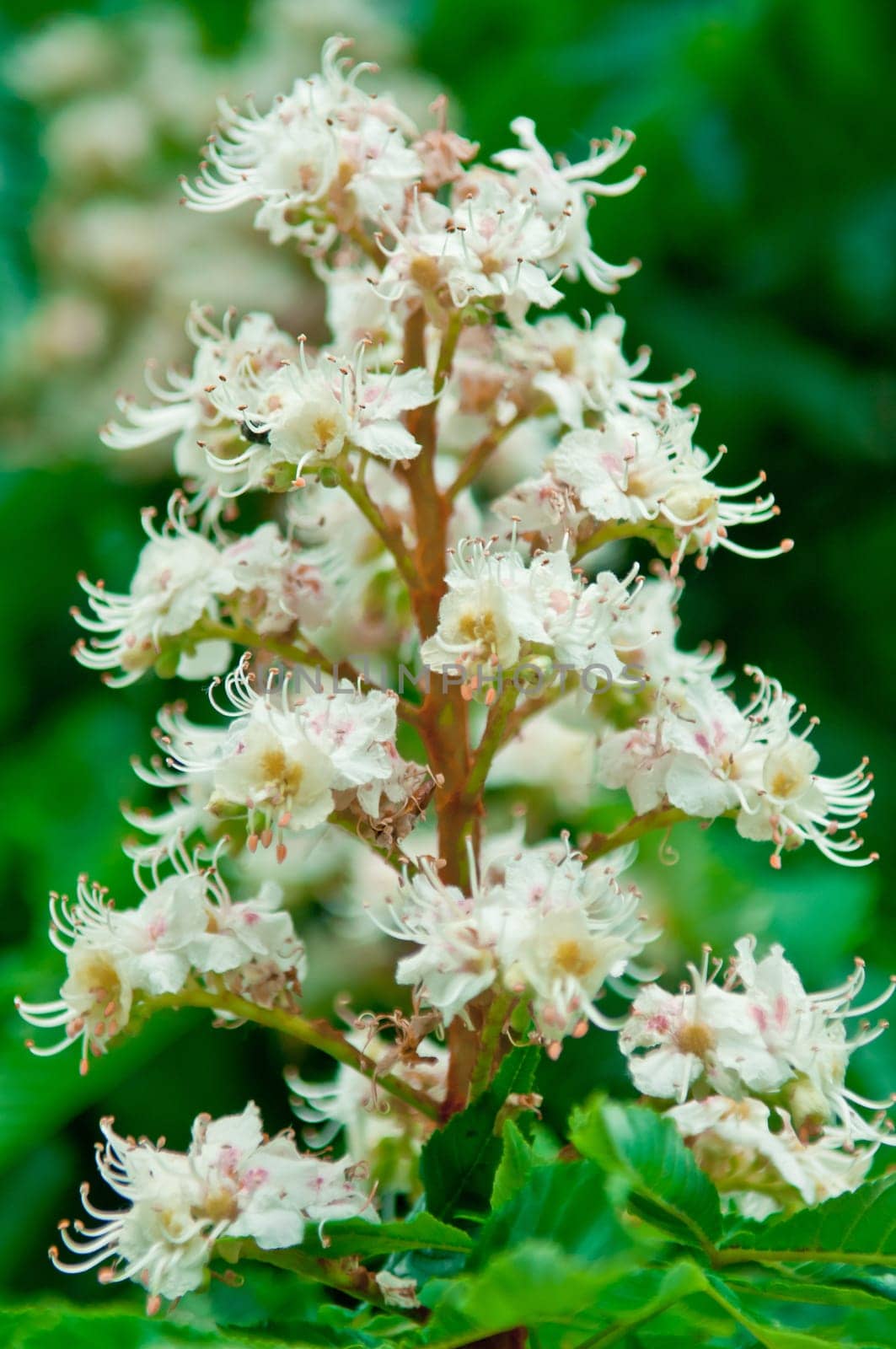 Horse-chestnut (Aesculus hippocastanum, Conker tree) flowers