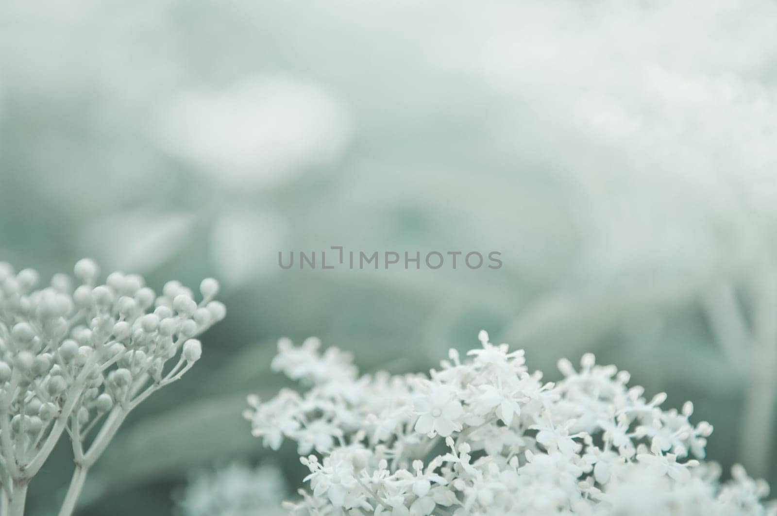Flowers elderberry, Sambucus nigra, elderberry, flower, with copyspace