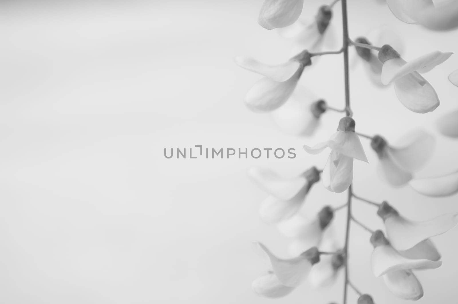 Robinia pseudoacacia tree flowers, know as black locust, white,  copy space